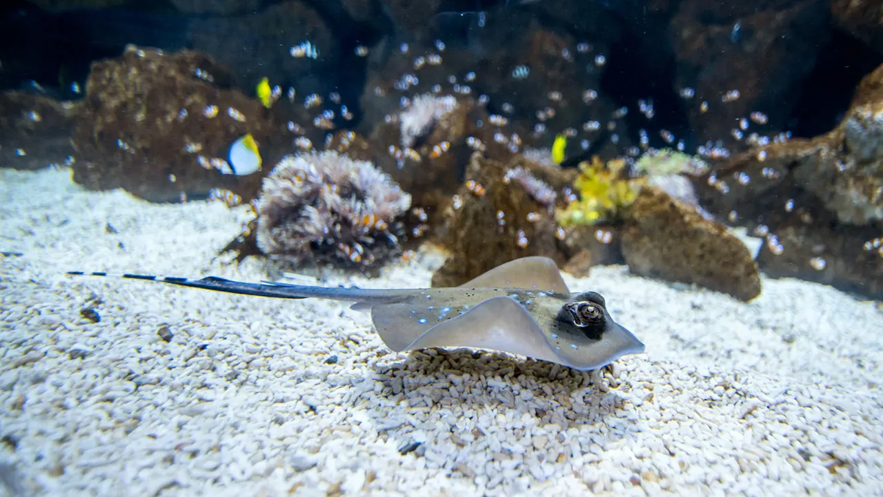 Poema del Mar - Aquarium Gran Canaria: Skip The Line Ticket – Bild 4