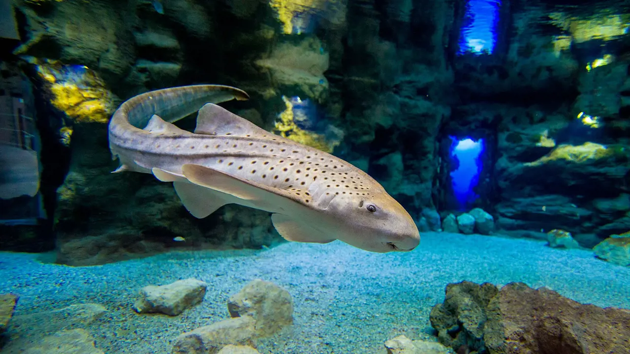 Poema del Mar - Aquarium Gran Canaria: Skip The Line Ticket – Bild 5