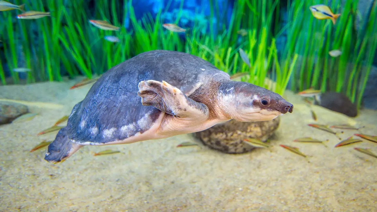 Poema del Mar - Aquarium Gran Canaria: Skip The Line Ticket – Bild 6