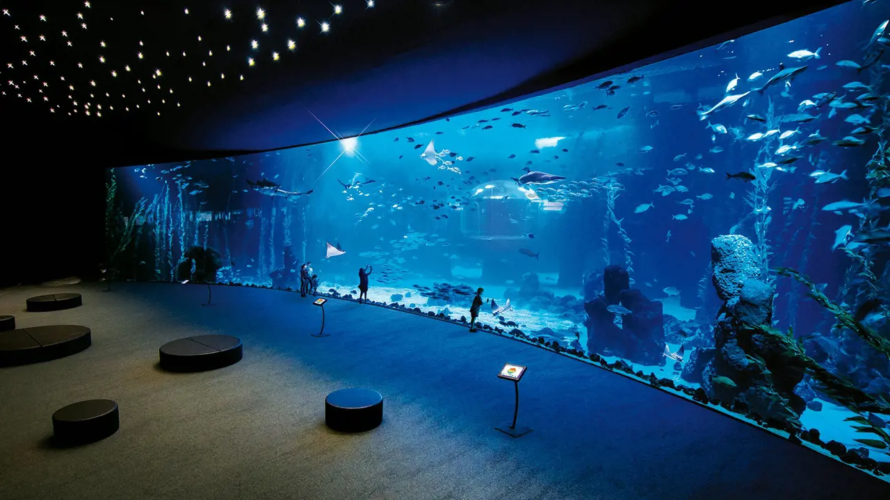 Poema del Mar - Aquarium Gran Canaria: Skip The Line Ticket – Bild 7