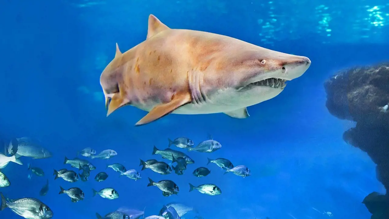Palma Aquarium: Skip The Line Ticket + Optional 3D Cinema Aquadome – Bild 5