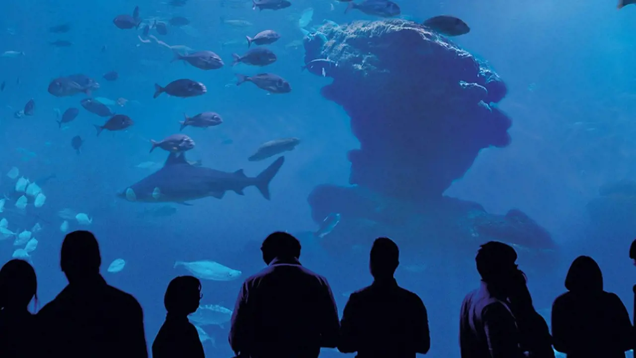 Palma Aquarium: Skip The Line Ticket + Optional 3D Cinema Aquadome – Bild 6