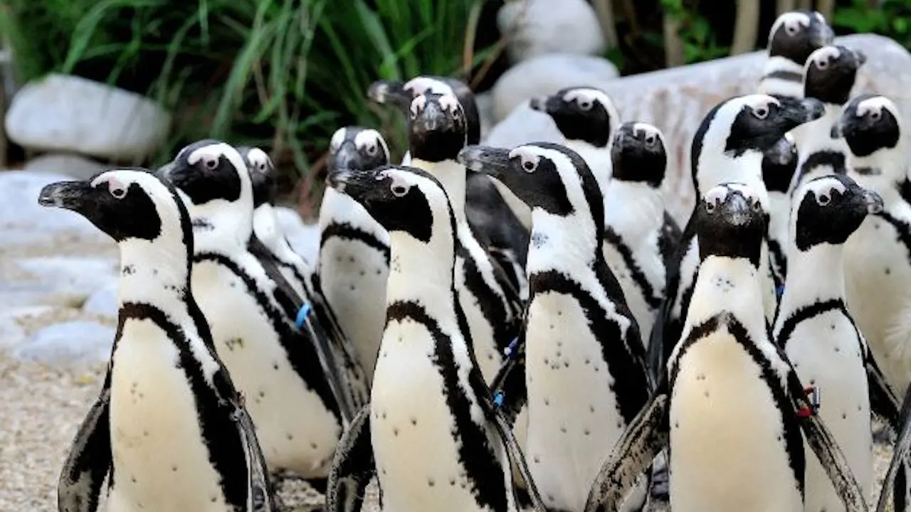 Bioparco: The Zoo of Rome – Bild 3