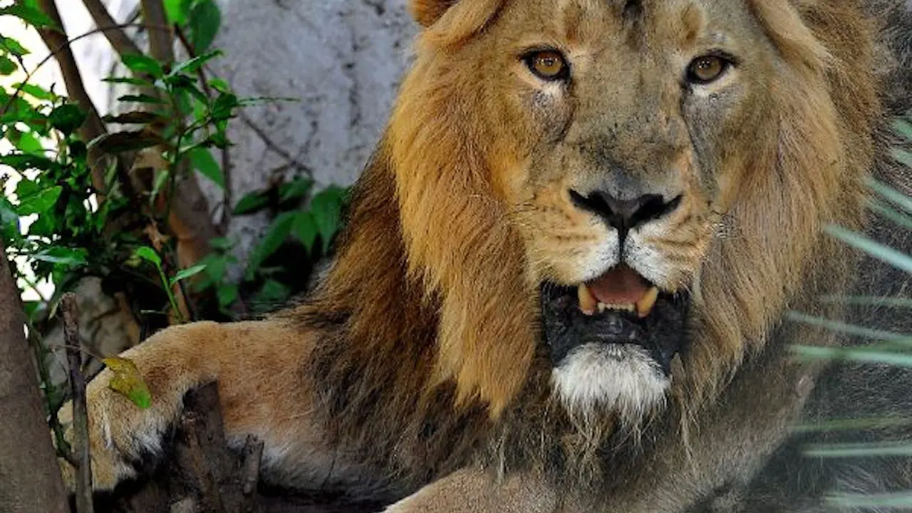 Bioparco: The Zoo of Rome – Bild 4