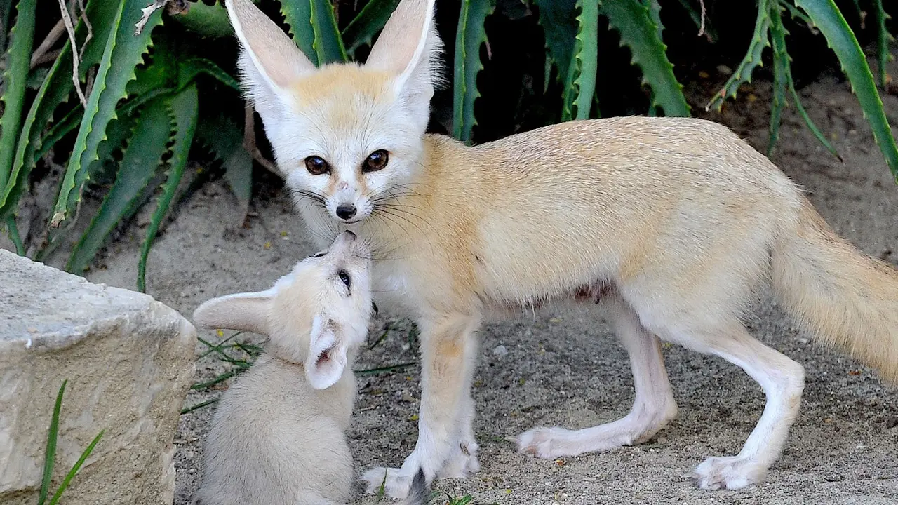 Bioparco: The Zoo of Rome – Bild 6